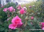 Imrankhan439 Flowers15